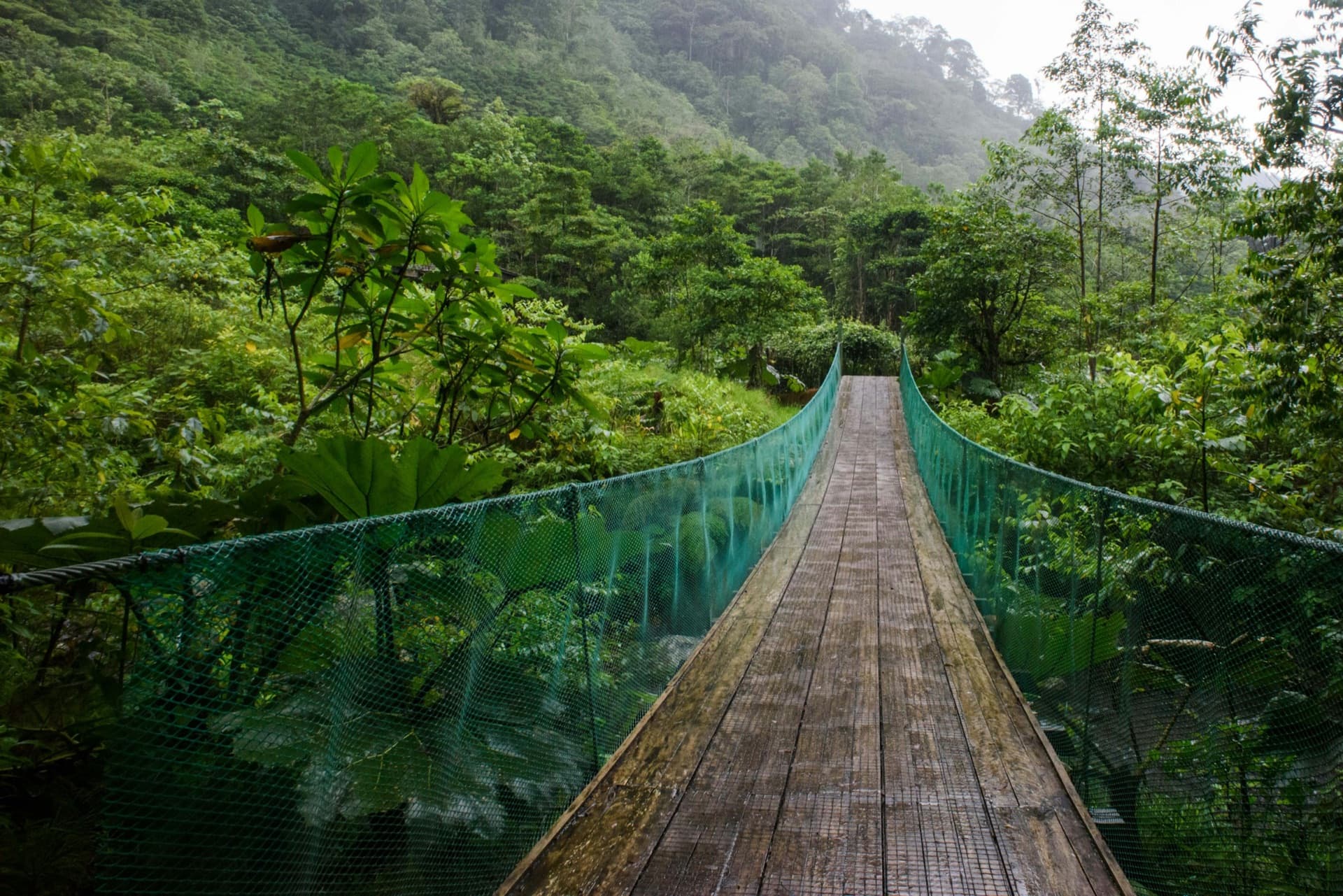 Hanging bridge over the Costa Rican rainforest